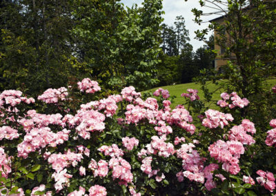 private garden rattiflora
