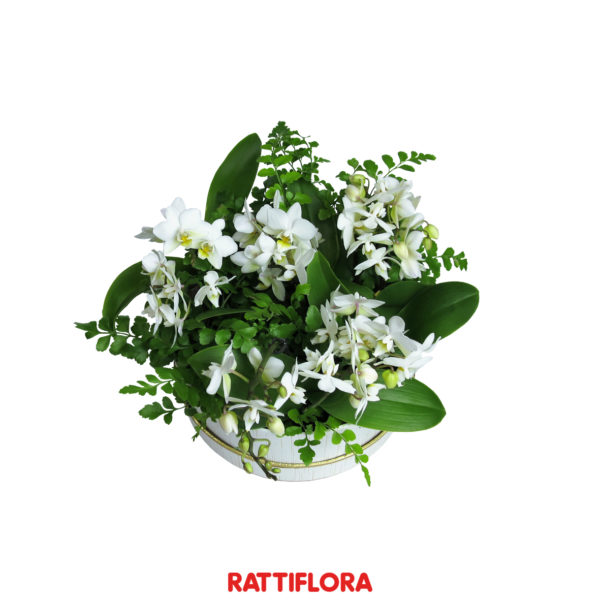 Florabox_BabyOrchids_rattiflora_02