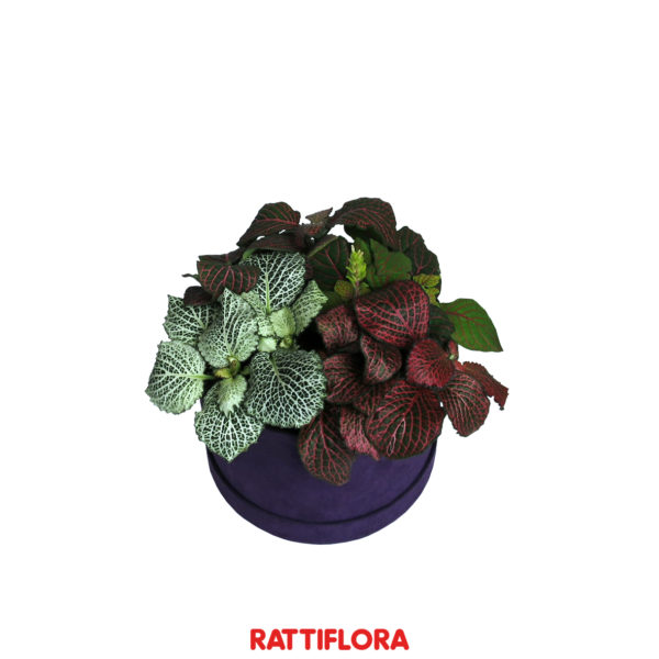 Florabox_Ecobox_rattiflora_01