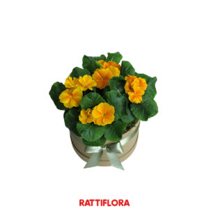Florabox_Primula_rattiflora_01